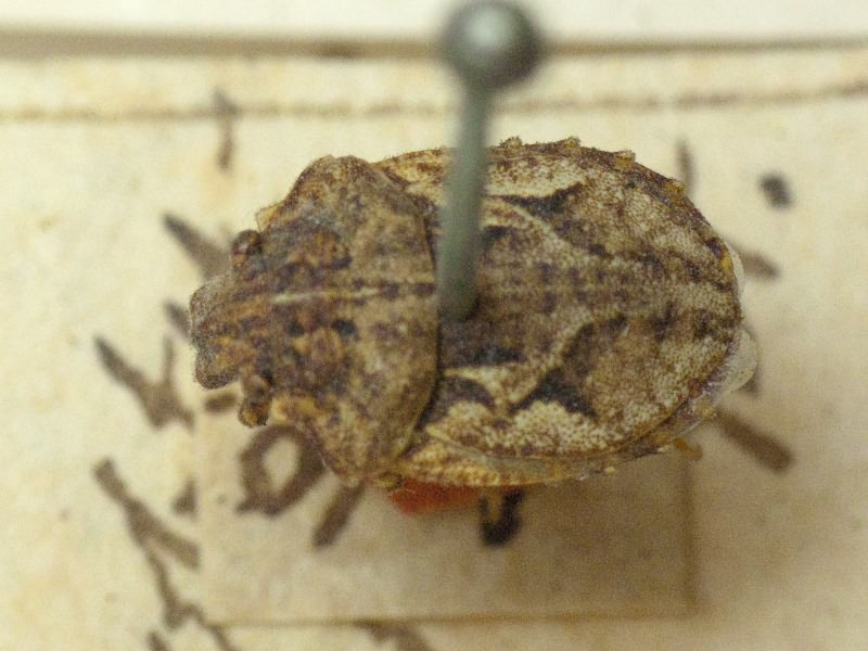 Phimodera humeralis (Dalman, 1823)